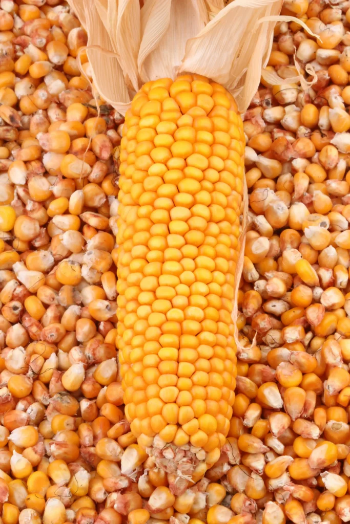 cornbread recipe