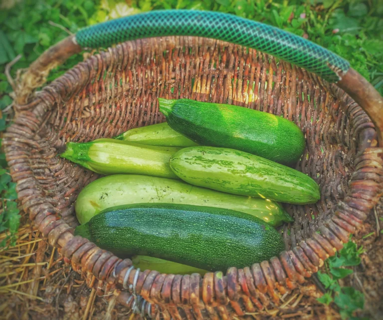 mom's zucchini bread