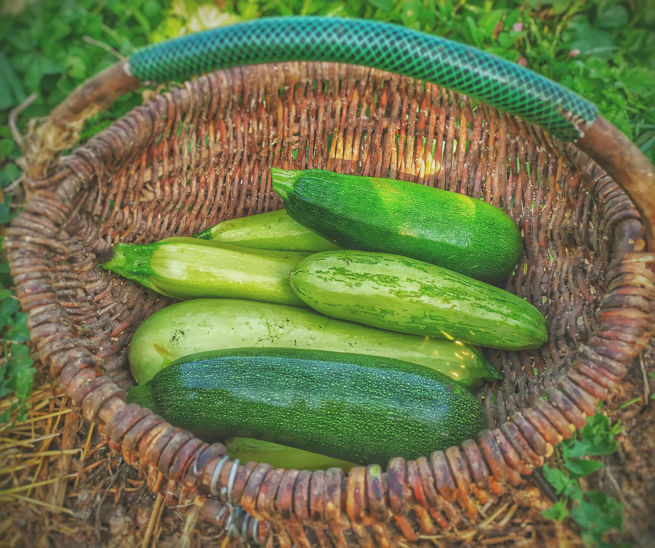 mom's zucchini bread